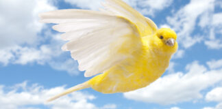 Life in the Fastly lane: Wasmtime devs migrate to edge cloud firm